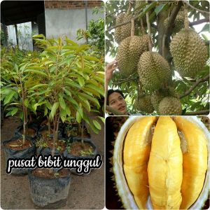 Bibit durian musangking kaki 3 cepat buah dan bisa berbuah pendek dompolan buahan nya juga lebat