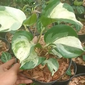 Sirih manjula - bibit tanaman hidup sirih manjula/keong - Bunga hias hidup murah