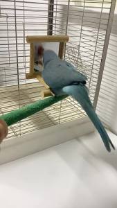 LZD  Bird Parrot Toys Supplies Wooden Ladder Climbing Jumping Platform Ladder  Supplies with Mirror Stand Bird Rack