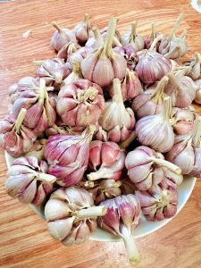 (RẺ HUỶ DIỆT)Tỏi Tím rặc lựa từng củ đảm bảo chất lương không hư bất kỳ củ nào ( #toicodon #toitimbac #toilysonhành tímtỏi tímtỏi đen)