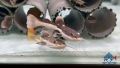 Redtail Catfish/Live Fish/Monster Fish/Freshwater  红尾猫/活鱼/鲶鱼科(Sin Quan Aquaculture Enterprise). 