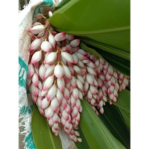 củ giống hoa lan lúa rừng màu trắng (hoa nguyệt đào)