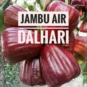 Bibit Jambu Air Dalhari Murah