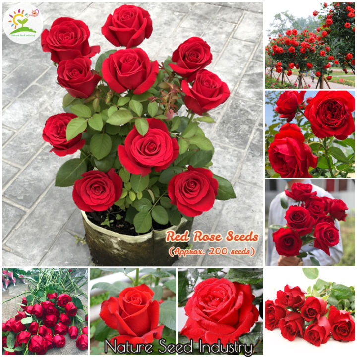 [Easy To Grow] Red Rose Seeds for Planting (200 seedsbag)丨Benih Bunga