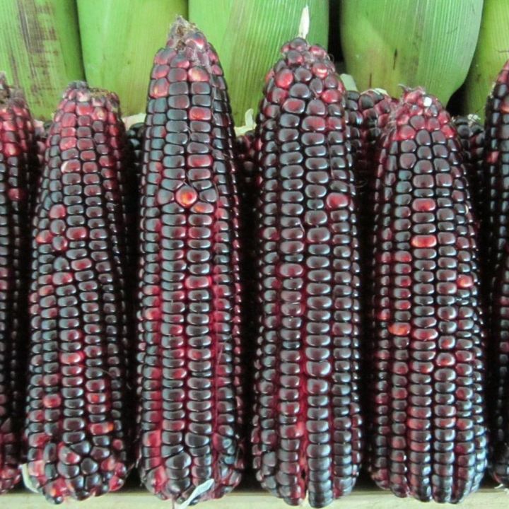เมล็ดพันธุ์ข้าวโพดข้าวเหนียวสีม่วง นิลสยาม เหนียวนุ่ม