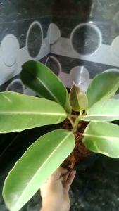 Tri Color Locally Teneki: A Stylish Accessory for Unique Fashion