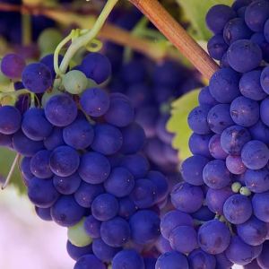 SHAMPO KUCING ANTI KUTU DAN JAMUR WANGI SHAMPOO ANTI BULU RONTOK AMAN UNTUK KUCING KITTEN 100ML