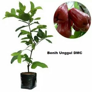 BIBIT JAMBU AIR KING CITRA