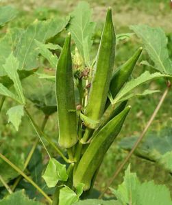 Biji Benih Bendi Hijau (30 Seeds) /羊角豆籽 /Ladies Finger seeds (Okra Seeds)
