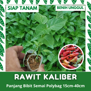 (50 POHON) BIBIT SEMAI CABE RAWIT MERAH KALIBER KUALITAS UNGGUL SIAP TANAM