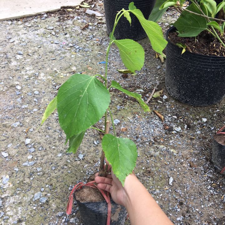 %5BC%C3%A2y%20gi%E1%BB%91ng%5D%20D%C3%A2u%20tr%C3%A1i%20d%C3%A0i%20-%20D%C3%A2u%20T%E1%BA%B1m%20%C4%90%C3%A0i%20Loan%20gi%E1%BB%91ng%20chu%E1%BA%A9n%20-%20chi%E1%BB%81u%20cao%2030-50cm%20-%20Image%203