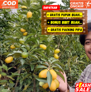 Sudah Berbuah Pohon Jeruk Nagami Jepang Bibit Unggul Sudah Berbuah / Berbunga
