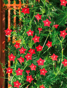 Cypress Vine Scarlet Flower 25-50 Seeds Heat Loving Easy Grow Beginner Friendly