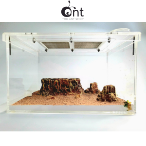 The Wilderness Outworld - Version 2                                                                                                                                              -Ant Keeping Keeping Ants Ant Outworld Ant Nest Ant Formicarium Empire Of Ants