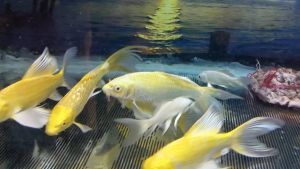 Golden Butterfly Koi / Ikan Koi Kupu-kupu Emas/黄金蝴蝶鲤 17-20 cm