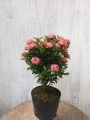 Cây Hoa Mẫu Đơn Thái Màu Tím Sen Gốc Khỏe, Cao 35 - 40cm, Hoa Nở Quanh Năm. 