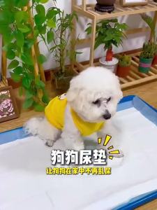Dog Urine Pad DiaperSupplies Toilet Deodorizing Absorbent Pad Thickened 100 Diapers