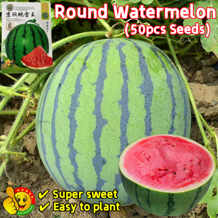 Watermelon Roud 100% Original Super Sweet Juicy Round Watermelon Seeds for Sale (Fresh ...