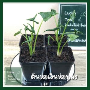 ต้นห่อ เงินทอง 3 นิ้ว Syngonium ร่วมได้ ม้าน้อย พร้อมกระทองแดด ใช้เครื่องสำอางเข้าบ้าน ต้นไม้มงคล
