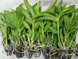 Combo 10c denro giống nhiều màu cao 7-12cm