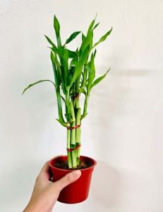 lucky bamboo brings luck into your house