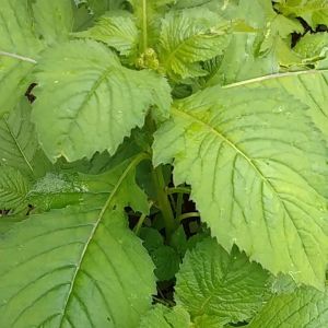 Jual daun sintrong yang memiliki banyak manfaat