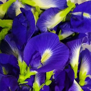 ดอกอัญชันสด ปลอดสารพิษ 100% ใช้ทำเครื่องดื่ม ทาคิ้ว🚚 💨