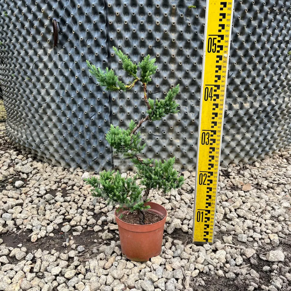 TKL - Outdoor Bonsai FengShui Plant Kishū Juniperus/ Juniperus 5