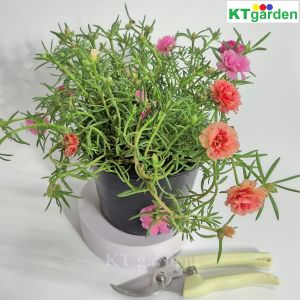 KTgarden แพรเซี่ยงไฮ้ กระถาง 5.5นิ้ว แพรเซียงไฮ้ รากเดินเต็มกระถาง