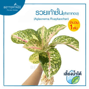 รวยเก้าชั้น หรือสำเภาทอง(ไซซ์ใหญ์)  (จำนวน 1 ต้น)เลี้ยงน้ำได้ ไม้เลี้ยงน้ำ ต้นไม้ ไม้น้ำ