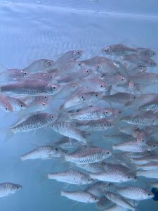 Kelah Merah Premium: Ikan Hiasan Bernilai Tinggi dengan Warna Merah Menyala 3.5 - 4 INCH +- TERENGGANU