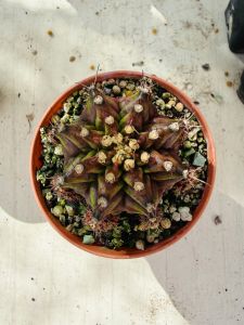 Gymnocalycium Mihanovichii Neptune Pink Diamond/ 海神粉钻 裸萼球属