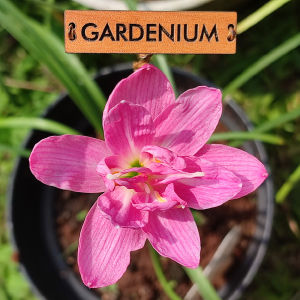 Umbi Bunga Rain Lily Double Lotus - Rainlily Zephyranthes Hybrid