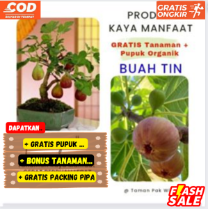 Buah Tin Kaya Manfaat | Cepat Berbuah