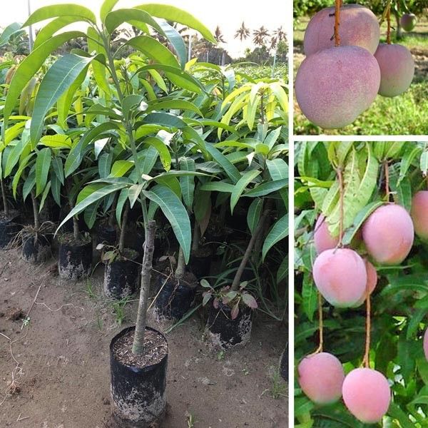 C%C3%A2y%20gi%E1%BB%91ng%20xo%C3%A0i%20U%CC%81c%20-%20Image%201