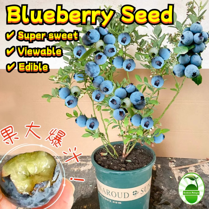 blueberry plant seeds for sale Blueberry, Highbush seeds  SeedsNow.com