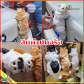ตุ๊กตาแมวปลอมน่ารัก ตุ๊กตานุ่ม แมวจำลอง สำหรับตกแต่งส่วนต่างๆ ในรถ บ้าน  เพิ่มความน่ารักให้บ้านคุณ เหมาะกับของขวัญวันเกิด. 
