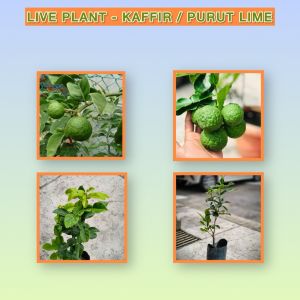 [Pokok Hidup] Lime Leaf Plant – GardenAura Lime
