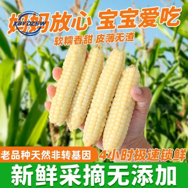【Huadong Store_】云南西双版纳拇指小糯玉米 新鲜即食真空装 香糯小玉米早餐代餐ข้าวโพดข้าวเหนียว 500ก ...