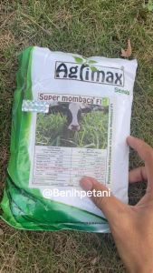 ±500 Biji - Benih Rumput Super Mombaca F1 Rumput Mombasa Pakan Ternak Modern (Repack)