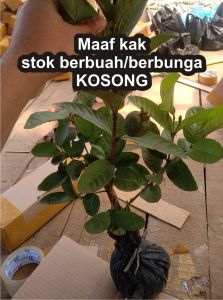 Bibit Jambu getas merah siap genjah BERBUAH