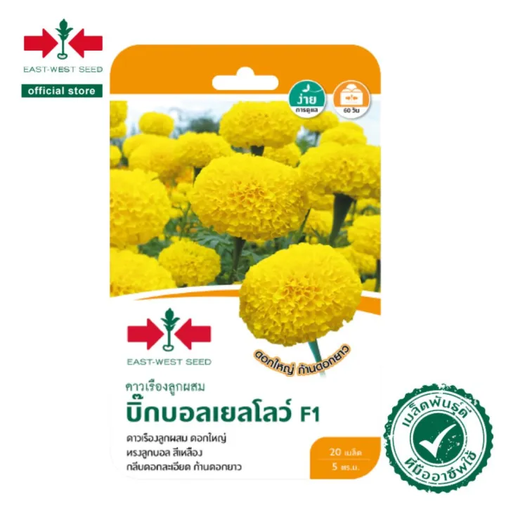 East-West Seed ดาวเรือง F1 บิ๊กบอลเยลโลว์ ดอกใหญ่ทรงลูกบอลสีเหลือง