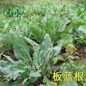 Isatis root green moss medicinal herbs four-season vegetables