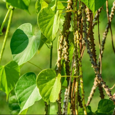  Brotowali: Tanaman Herbal Tradisional yang Kaya Manfaat 50 batang Bildidee 