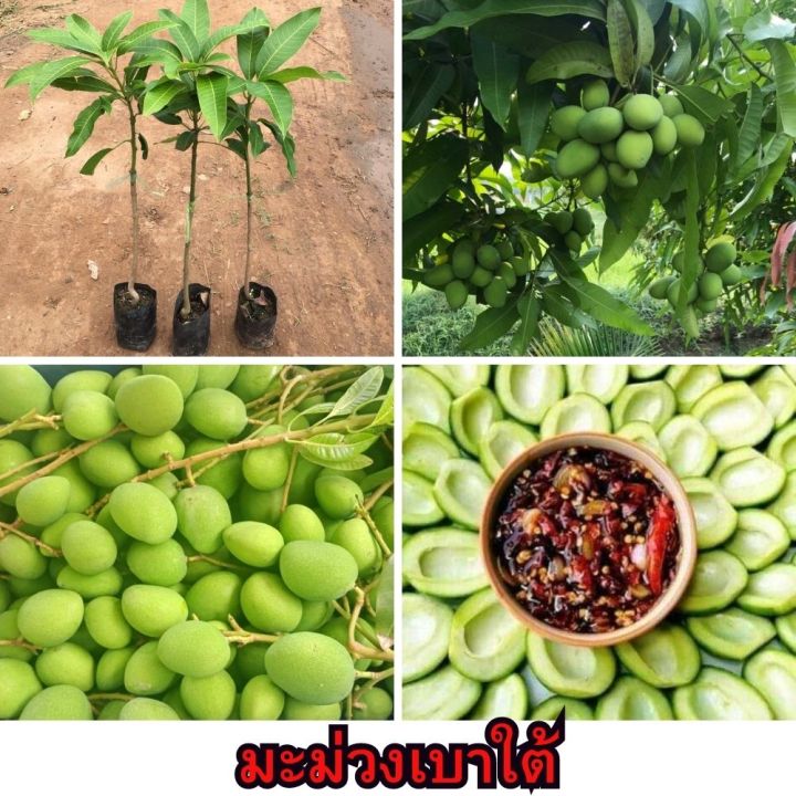 🥭มะม่วงเบา🥭 🌼มะม่วงเบานั้นเป็นผลไม้ที่หากกินดิบจะมีรสชาติเปรี้ยว🌼 🌲ความ ...