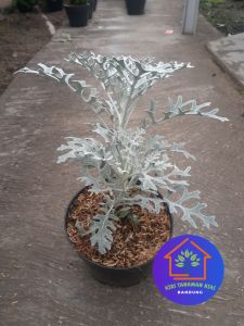 COD Paket Tanaman hias putri salju silver dust Dusty miller daun unik cantik