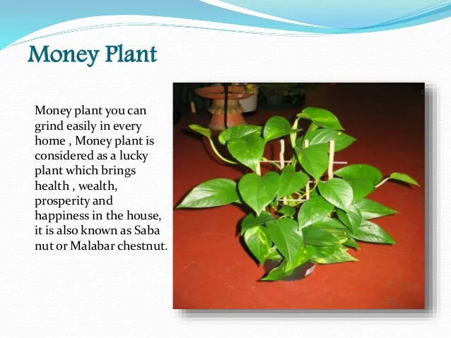 money plant latin name Chinese Money Plant – Hey Rooted