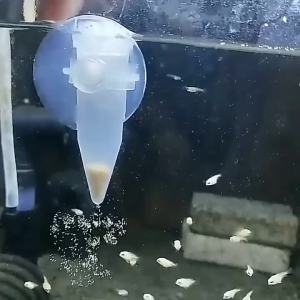 Ha Jie Bao Unshelled Shrimp Eggs Natural Young Fish Food Open Feed Small Tropical Fish Colorful Fish Food