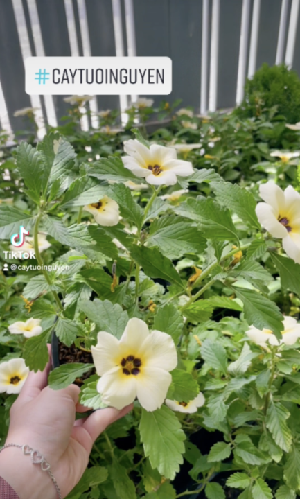 CÂY GIỐNG HOA DỪA KEM ,(cao 20cm), Cây cảnh, dễ trồng GIÁ RẺ, nở quanh ...