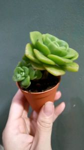 Aeonium Lily Pad SUCCULENTS PLANTS